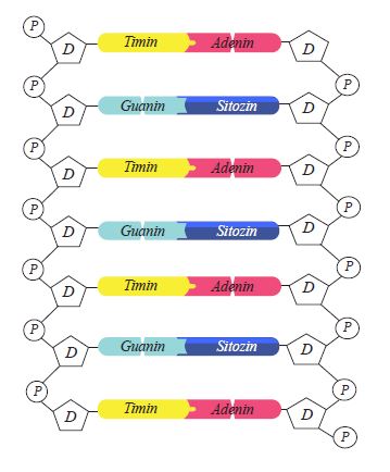 DNA’nın yapısına katılan azotlu organik bazların eşleşmesi