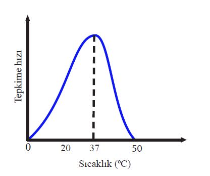 Tipik bir insan enzimi için optimum sıcaklık