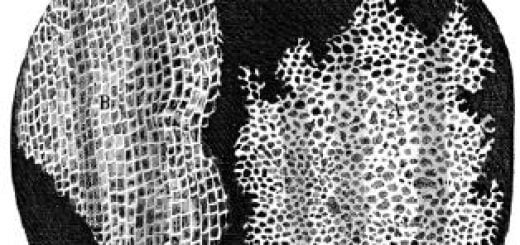 Robert Hooke’un mikroskopta gördüğü mantar dokusu