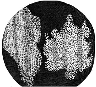 Robert Hooke’un mikroskopta gördüğü mantar dokusu