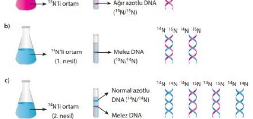 Meselson ve Stahl’ın, DNA’nın kendini yarı korunumlu eşlemesini ispatladıkları deney