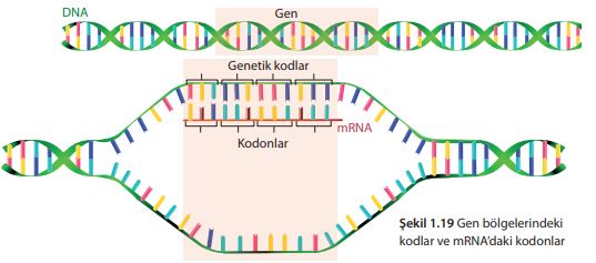 Gen bölgelerindeki kodlar ve mRNA’daki kodonlar