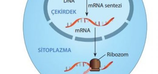 Genetik bilginin mRNA aracılığıyla ribozoma taşınması