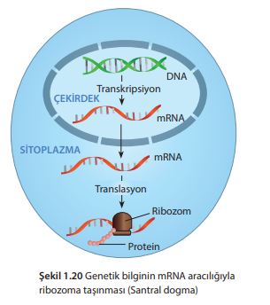 Genetik bilginin mRNA aracılığıyla ribozoma taşınması (Santral dogma)