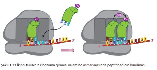 İkinci tRNA’nın ribozoma girmesi ve amino asitler arasında peptit bağının kurulması
