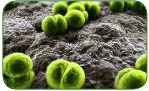 Menenjite neden olan bakteriler