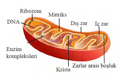 Mitokondri organeli ve çift katlı zar sistemi