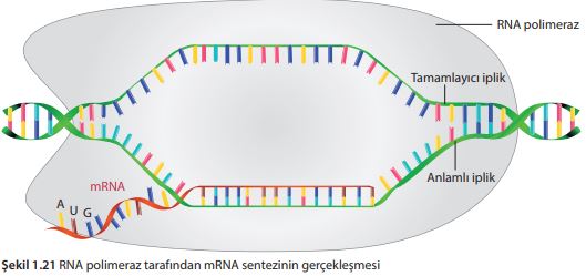 RNA polimeraz tarafından mRNA sentezinin gerçekleşmesi