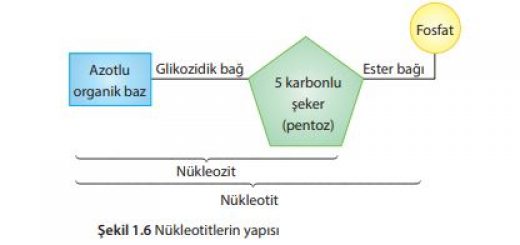 Nükleotitlerin yapısı