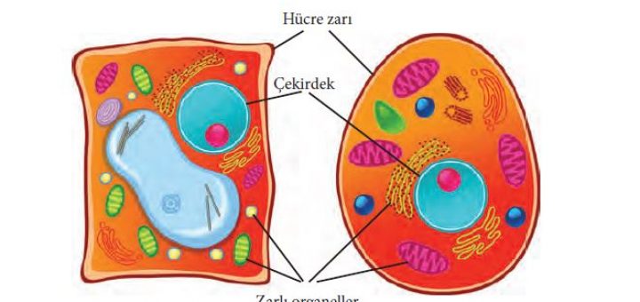Ökaryotik hücre yapısına sahip bitki ve hayvan hücresi ve kısımları