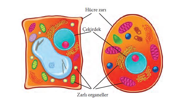 prokaryot ve okaryot hucreler canli bilimi biyoloji