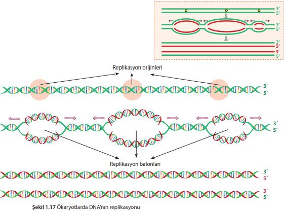 Ökaryotlarda DNA’nın replikasyonu