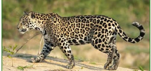 Panthera pardus (leopar)