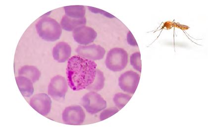 Sıtma hastalağına neden olan Plazmodium malaria ve sivrisinek vektörü