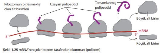 mRNA’nın çok ribozom tarafından okunması (polizom)