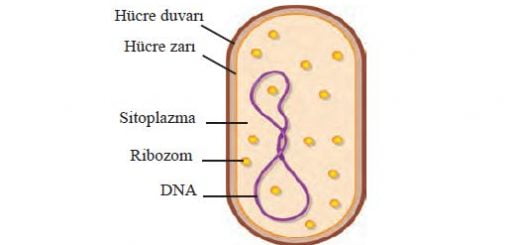 Prokaryotik hücre yapısına sahip bakteri hücresi ve kısımları
