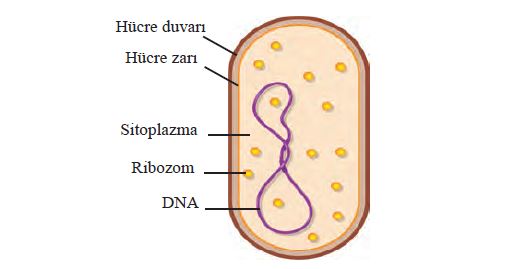 Prokaryotik hücre yapısına sahip bakteri hücresi ve kısımları
