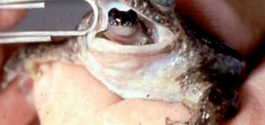 Yavrularını gelişme safhasında midesinde taşıyan Rheobatrachus cinsi kurbağa