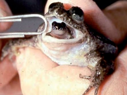 Yavrularını gelişme safhasında midesinde taşıyan Rheobatrachus cinsi kurbağa