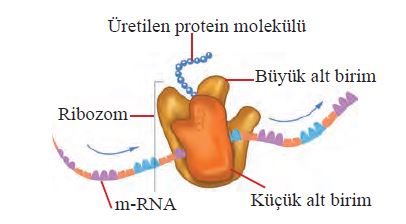 Ribozom organelinde protein sentezi