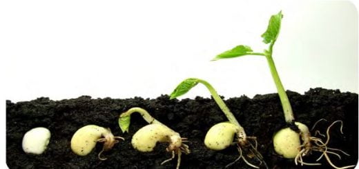 Tohumdan bitki gelişimi