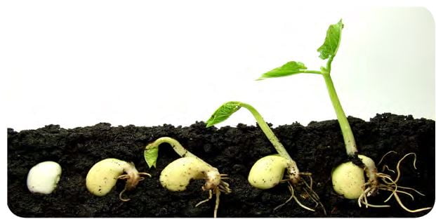 Tohumdan bitki gelişimi