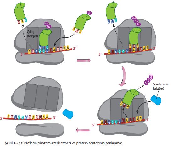 tRNA’ların ribozomu terk etmesi ve protein sentezinin sonlanması