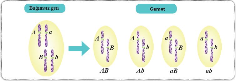 Bağımsız genlerin kromozom üzerinde gösterimi ve oluşturduğu gametler