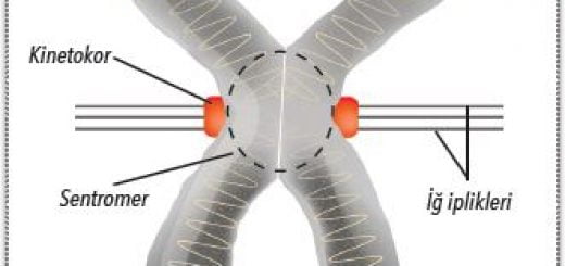 Eşlenmiş kromozomun yapısı