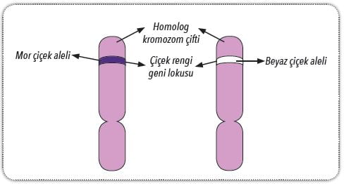 Homolog kromozomlardaki aleller