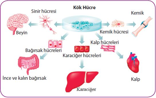 Kök hücreden doku ve organ üretimi