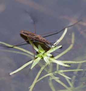 Suyun üstünde yürüyen böcek