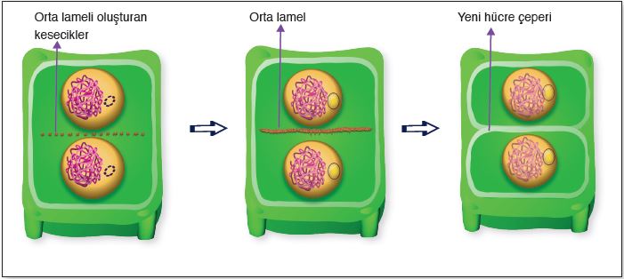 Bitki hücresinde sitokinez