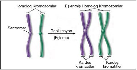 Homolog kromozomlar ve kardeş kromatitler
