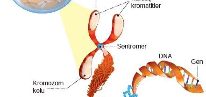 Kromozom ve DNA