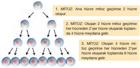 Mitozda her bölünmede 2 hücre oluşur.