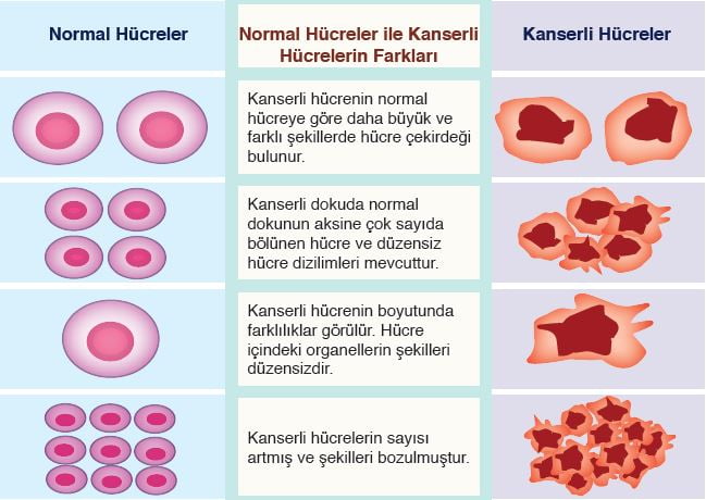 Normal Hücreler ile Kanser Hücrelerinin Karşılaştırılması
