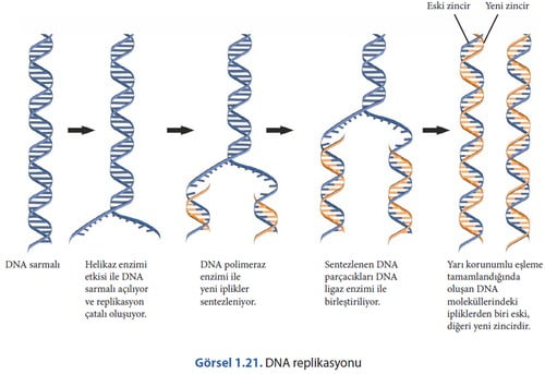 DNA’nın Kendini Eşlemesi (Replikasyon)