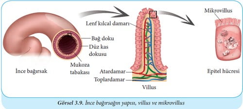 İnce bağırsağın yapısı, villus ve mikrovillus