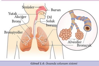 Solunum Sistemini Oluşturan Organlar