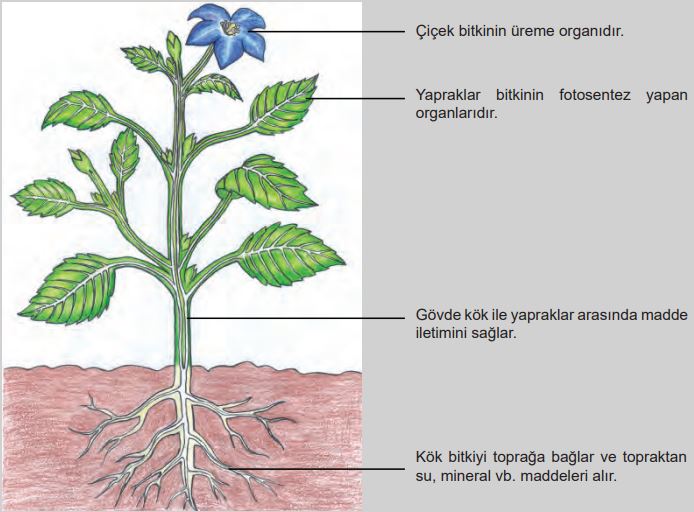 Tohumlu bir bitkinin temel kısımları