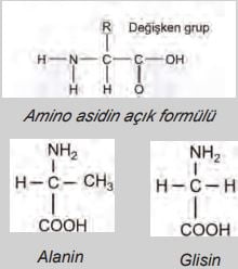Amino asidin açık formülü