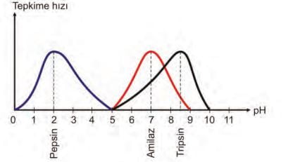 Pepsin, amilaz ve tripsin enzimlerinin çalışma hızına  pH’nin etkis