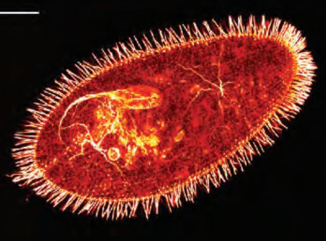 Bir Paramecium (paramesyum), mikroskobun lamı üzerinde sillerini (cilia) titreştirerek gidiyor.