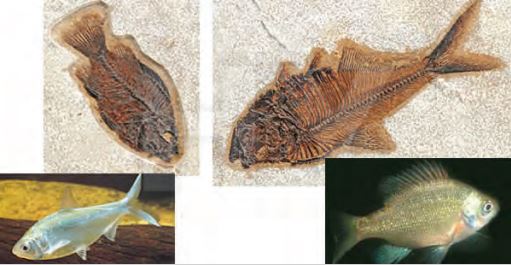 a) Ringa b) Güneş balığı fosilleri ve bu türlerin bugün yaşayan akrabaları
