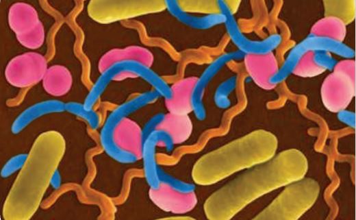 Şekillerine göre bakteriler (Yuvarlak bakteriler pembe, çubuk bakteriler yeşil, virgül bakteriler mavi, spiral bakteriler turuncu renkte gösterilmektedir).
