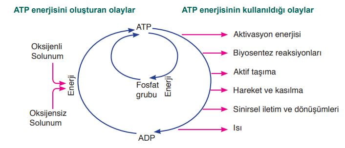 ATP molekülü hücre içinde bir taraftan sentezlenirken diğer taraftan kullanılır.